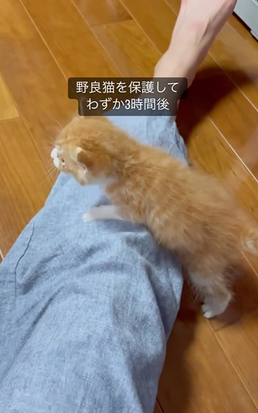 一生懸命ついてくる子猫