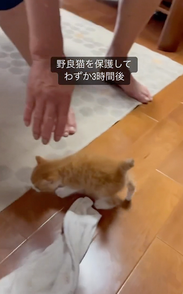 一生懸命ついてくる子猫