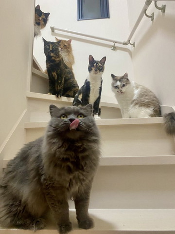 舌ぺろしてる猫ちゃん