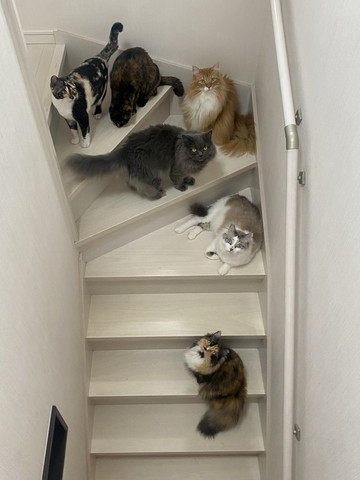 白い階段に猫上から撮影