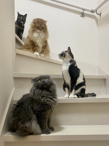 白い階段で目をそらすニャンズ