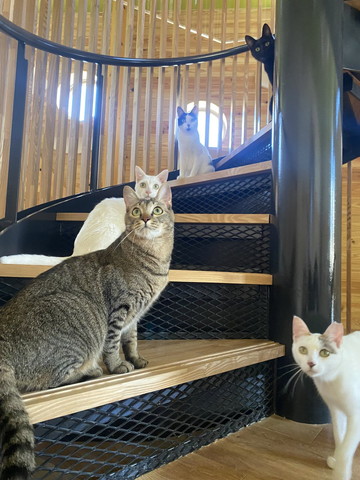 らせん階段に5匹の猫ちゃん