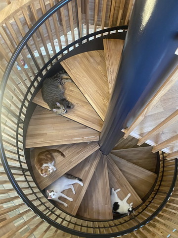 らせん階段に猫上から