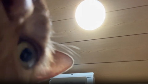 天井と猫の目