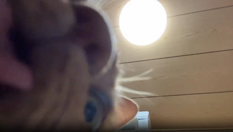 天井と猫ちゃん下から