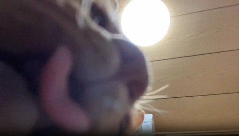 テーブルに桃と猫ちゃん