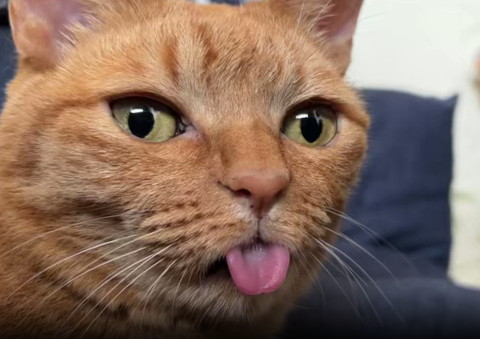 桃と並ぶ猫正面