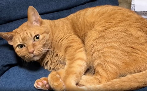 驚いた顔の猫ソファ