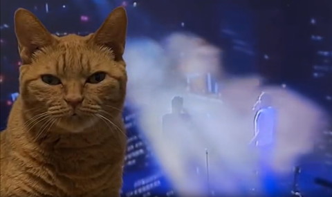 テレビの前に猫