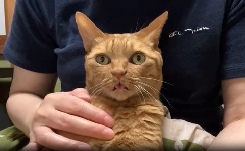飼い主に抱っこされる猫舌ぺろ