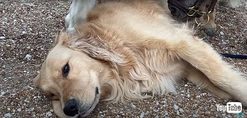 ワンコと馬たち