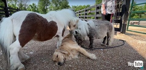 ワンコと馬たち