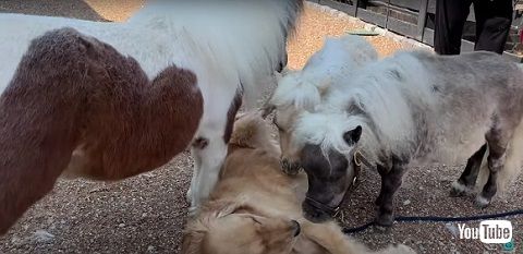 ワンコと馬たち