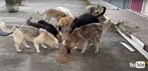 野良犬たち