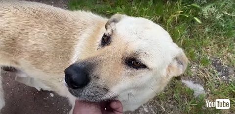 野良犬たち