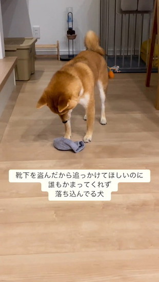 靴下をみる犬