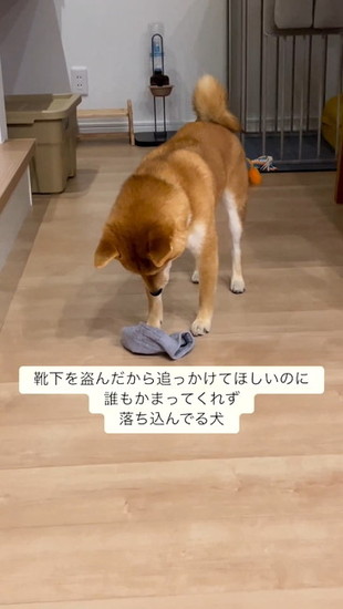うつむく犬