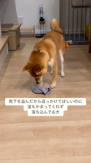 靴下に顔を寄せる犬