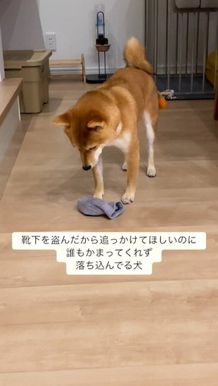 考え込む犬