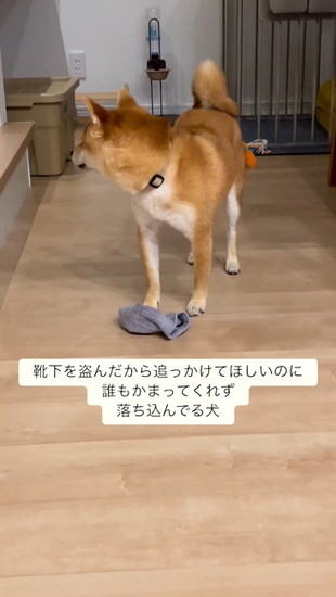 後ろをみる犬