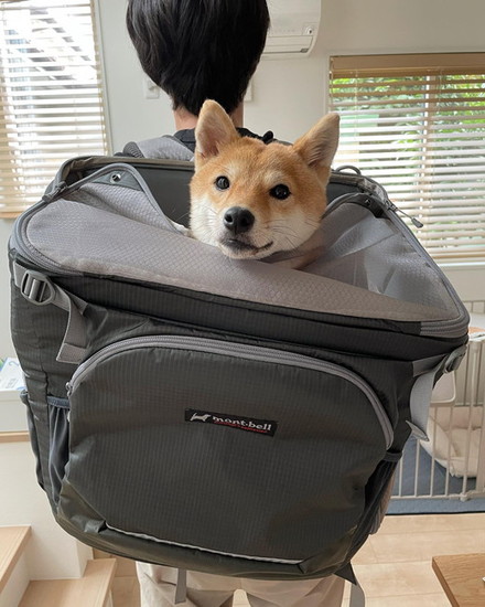 キャリーされる犬