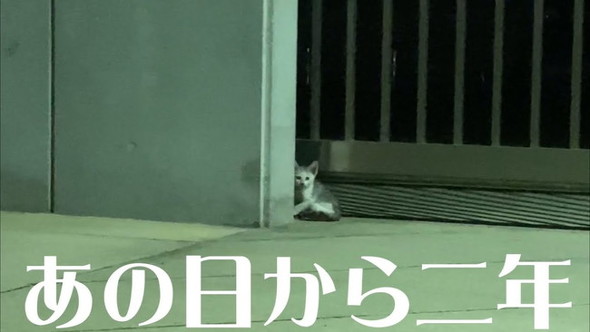 保護猫