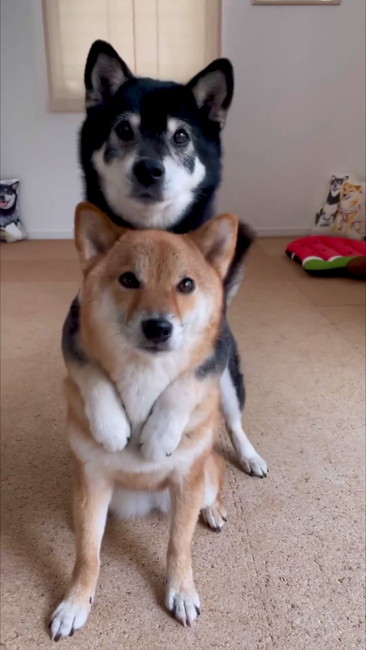 バックハグ