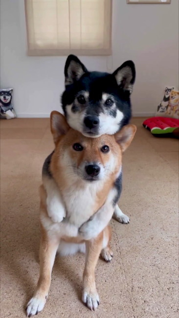 あごのせ