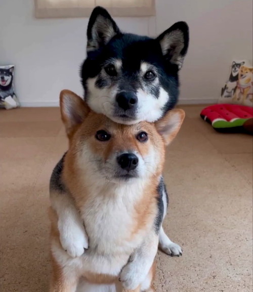 柴犬2匹アップ
