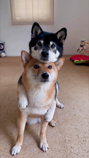 柴犬バックハグ