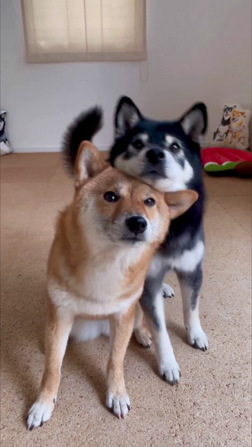柴犬2匹