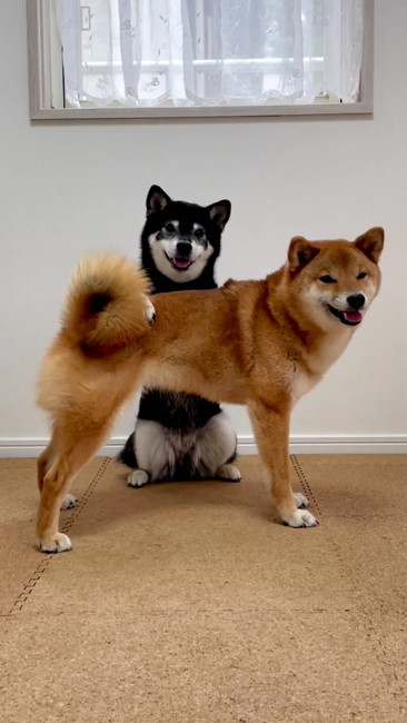 柴犬2匹ニコニコ