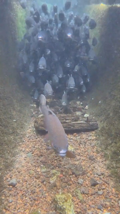 魚群