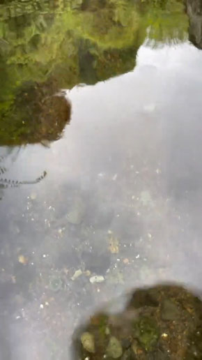 魚群