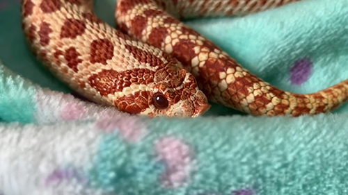 一心不乱顔アップ