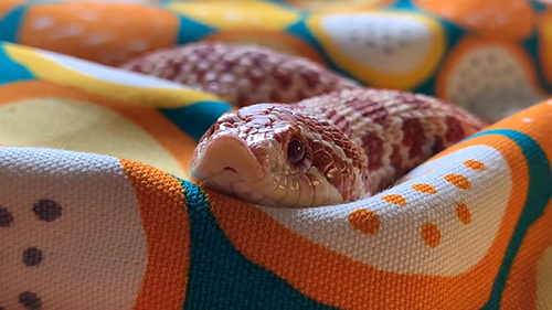 見上げるセイブシシバナヘビさん