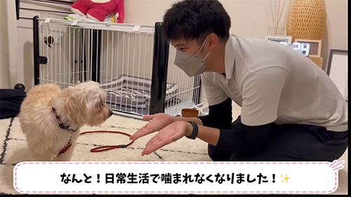 改善した犬