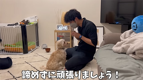向き合う人と犬