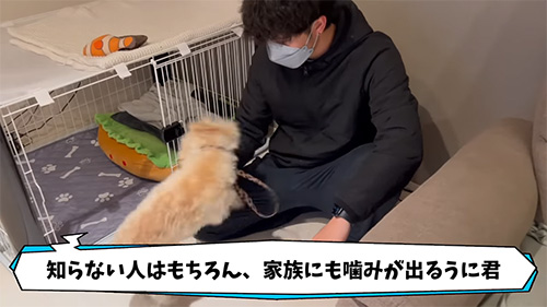 かみ癖がある犬