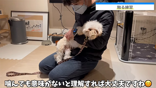 落ち着いた犬