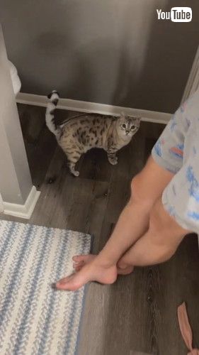 隠れる猫と探す猫