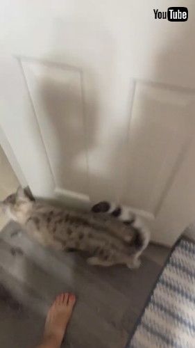 隠れる猫と探す猫