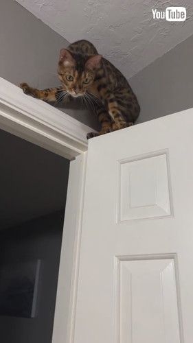 隠れる猫と探す猫