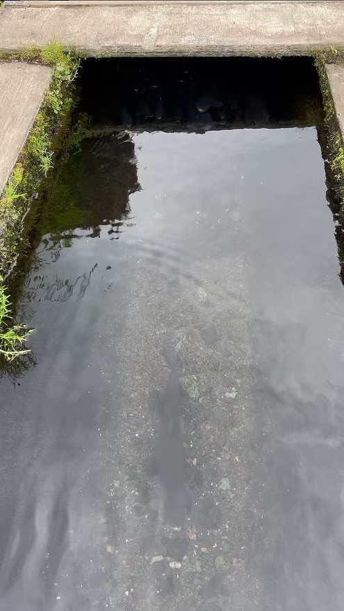 魚群