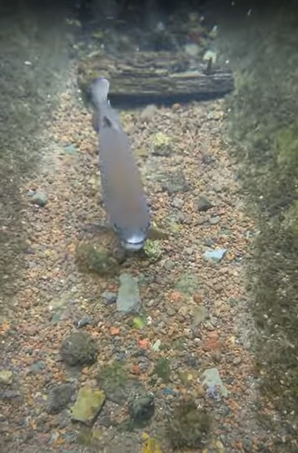 魚群