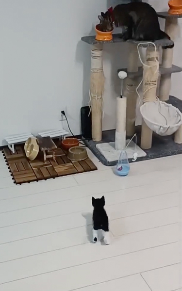 兄猫のごはんを奪いに行く子猫