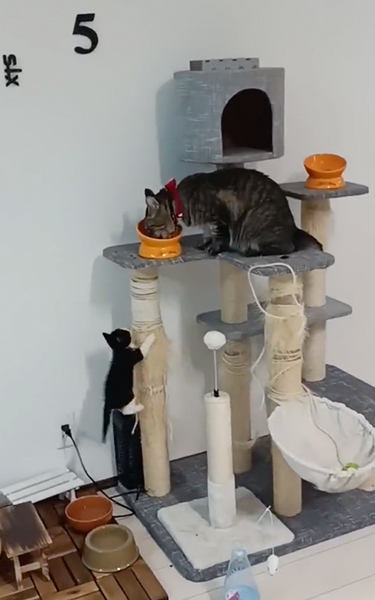 のぼる子猫