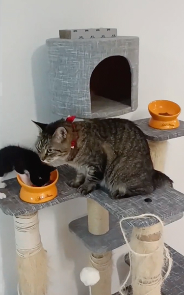 もぐもぐする子猫