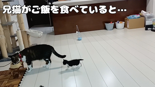 兄猫がごはんを食べていると？