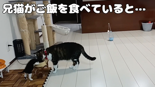 兄猫がごはんを食べていると？